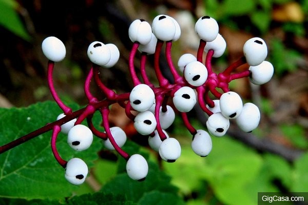 17種你看到千萬不要碰的「恐怖異形真菌植物」！「娃娃眼」可以瞬間殺人！