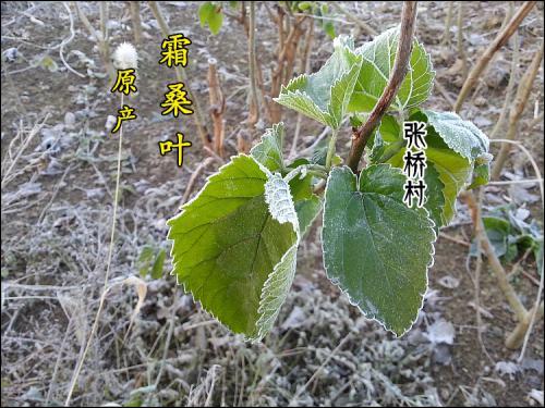 這種葉子霜打後，農民稱為「神仙葉」，一年采一次，錯過要等明年