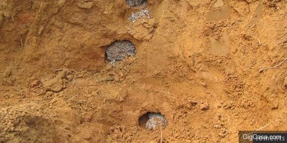 歷時三天挖出的巨型蟻穴，活捉罕見三十幾歲白蟻皇后