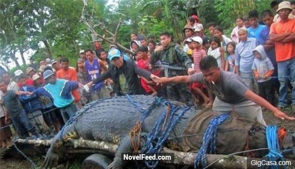 孕婦被6米鱷魚吞食，丈夫殺鱷魚報仇，殺死鱷魚後大家都驚呆了！！！