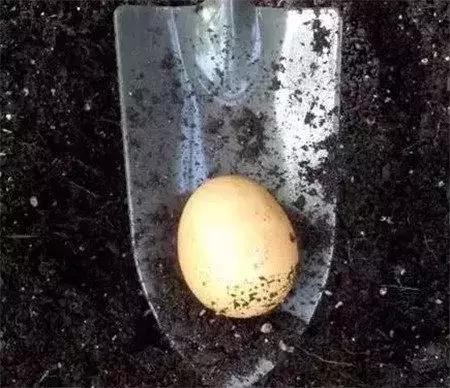 盆裡扔個蛋，一年不用施肥，花肥錢都省了！