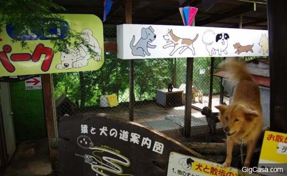 動物都是收養來的，連員工也是！最荒涼動物園「每年慘賠500萬」園長仍繼續收養：不能放棄任何一個！