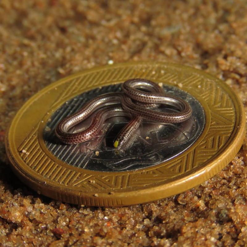 23張「人類一生只有5%機率親眼看到」的超稀奇照片　比硬幣還小的蛇！