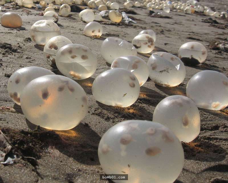 沙灘上驚現的神秘「透明圓球」引起瘋狂猜測，大家怎麼猜都沒想到真相會是這樣！