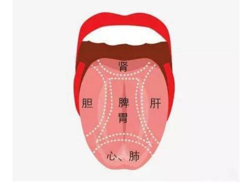 舌頭對應五臟健康，沒事咬咬舌頭，排出肝毒，腎臟也變好了，還能預防老年癡呆