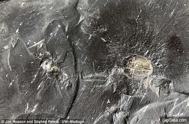 最古老「5億年前海怪化石」被挖出！專家：「人類進化秘密」的關鍵