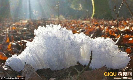 這些從腐爛樹榦中生長出來的、罕見且精緻的「白頭髮」實際上是冰。歸功於細菌們，大自然才形成了這種獨特卻又美麗的冰。
