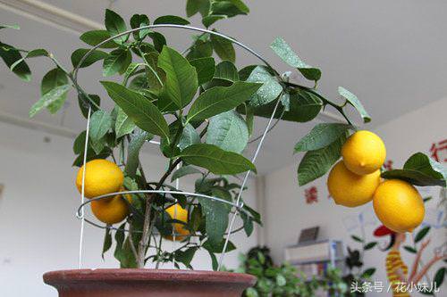 給大家介紹一下，如何將一顆檸檬小苗，養的年年都有檸檬吃。