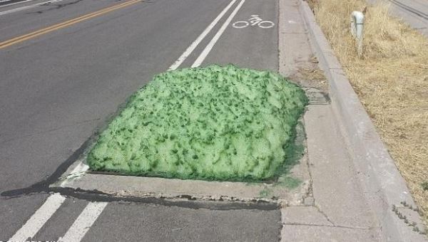 汽車司機在公路上發現「綠色海綿」，上前查看後竟發現海綿的體積還在不斷的擴大，嚇得他立即叫來警察！ 