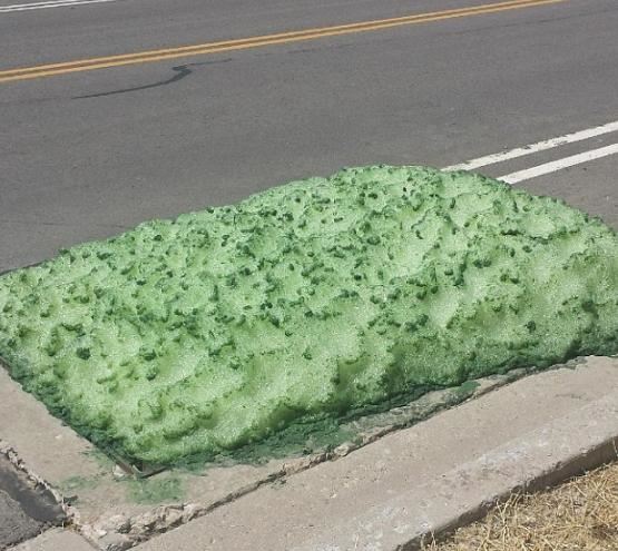 汽車司機在公路上發現「綠色海綿」，上前查看後竟發現海綿的體積還在不斷的擴大，嚇得他立即叫來警察！ 
