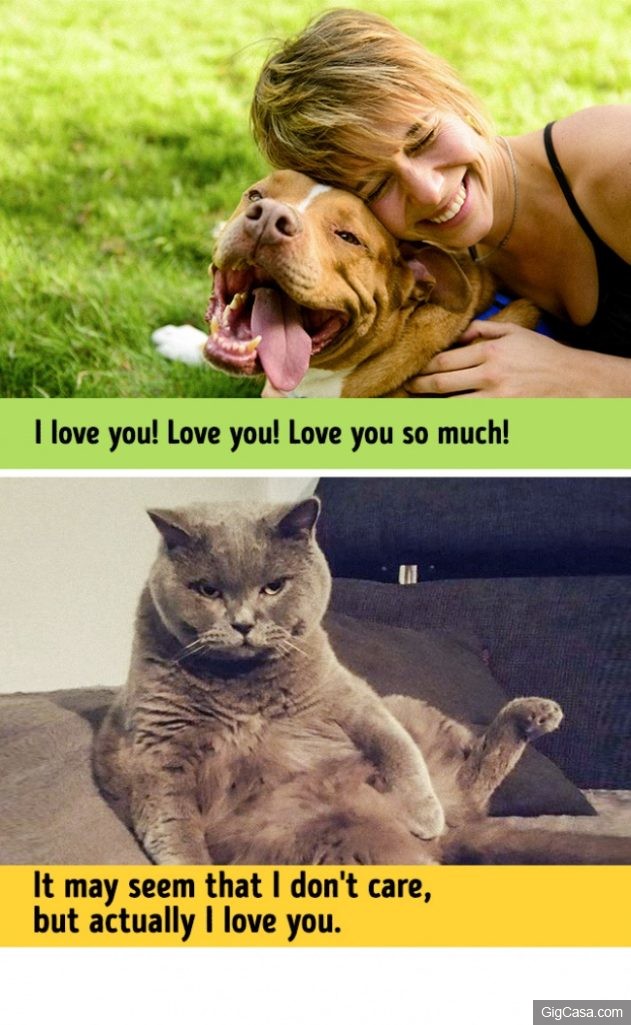 13張證明「狗狗跟貓咪來自不同的星球」超中肯爆笑對比照，#13 他們說「愛你」的方式...