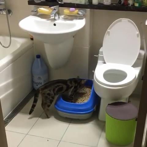 最近貓砂盆總是空的，主人擔心家貓生病，偷偷跟蹤後讓他跌破眼鏡