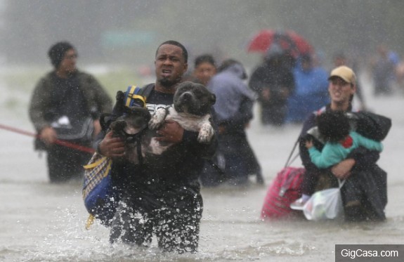 大家都是寶貝！休士頓暴雨「淹到發瘋」，這些主人不要命「為救毛小孩」抱著都要橫渡洪水災難！(9張)