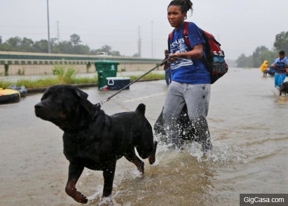 大家都是寶貝！休士頓暴雨「淹到發瘋」，這些主人不要命「為救毛小孩」抱著都要橫渡洪水災難！(9張)