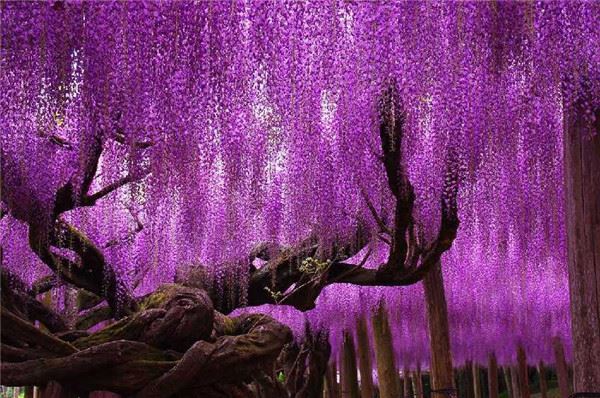 16棵完全超越人類想像的世界超美「巨樹」，第八個根本夢幻到像是在做夢！