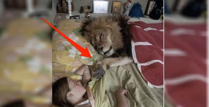 這個女孩從小就和獅子睡在同一張床上 天真到以為永遠都會沒事 結果想不到有一天....