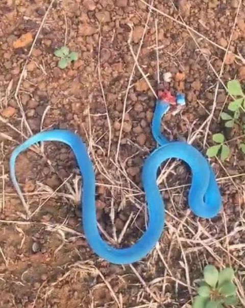 男子打死一條「藍色的蛇」，隨後發現這條蛇竟價值1300萬......後悔死了！