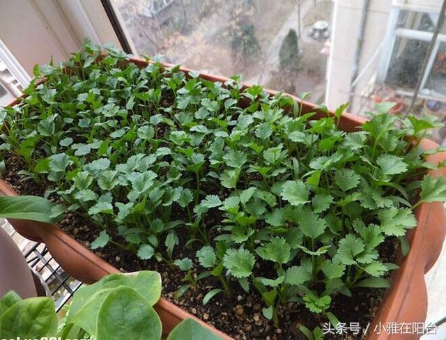 家裡種香菜，一個小秘訣，發芽快、葉子綠又旺，現在種剛好