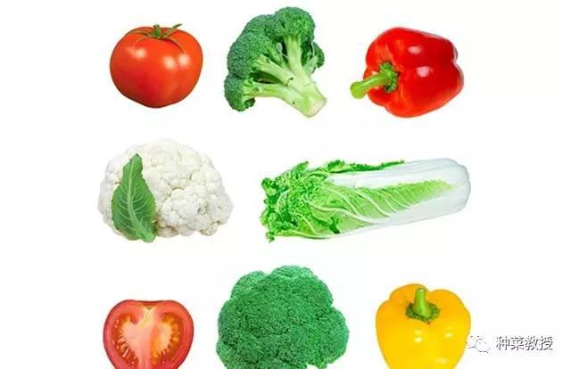 種菜教授：作為一個種菜新手，3個步驟讓你快速學會種各種蔬菜