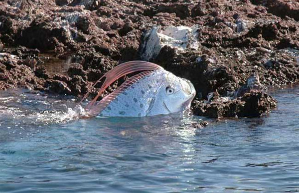 台灣沙灘出現超罕見海龍王「地震魚」活體！沒想到牠的「廬山真麵目」竟然是這樣…太讓人吃驚了！ 