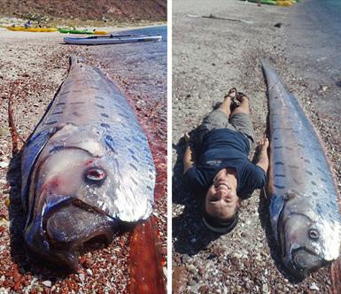 台灣沙灘出現超罕見海龍王「地震魚」活體！沒想到牠的「廬山真麵目」竟然是這樣…太讓人吃驚了！ 
