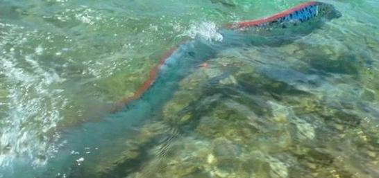 台灣沙灘出現超罕見海龍王「地震魚」活體！沒想到牠的「廬山真麵目」竟然是這樣…太讓人吃驚了！ 
