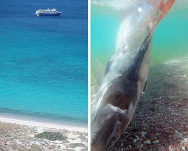 台灣沙灘出現超罕見海龍王「地震魚」活體！沒想到牠的「廬山真麵目」竟然是這樣…太讓人吃驚了！ 