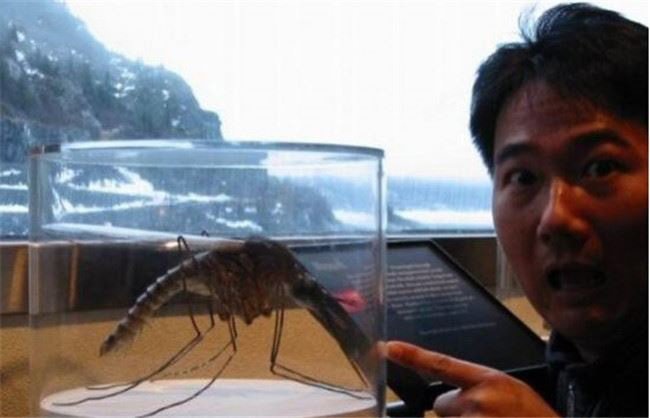 近30年全球被捕獲的20大「吃人怪獸」！！竟然有蚊子比龍蝦還大！震驚！實在太不可思議了！！