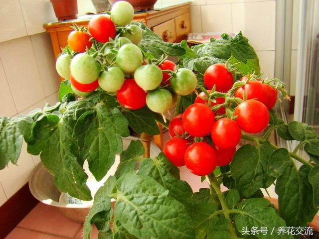 想要盆栽番茄結果更多，使用下麵這些栽種技巧就行了