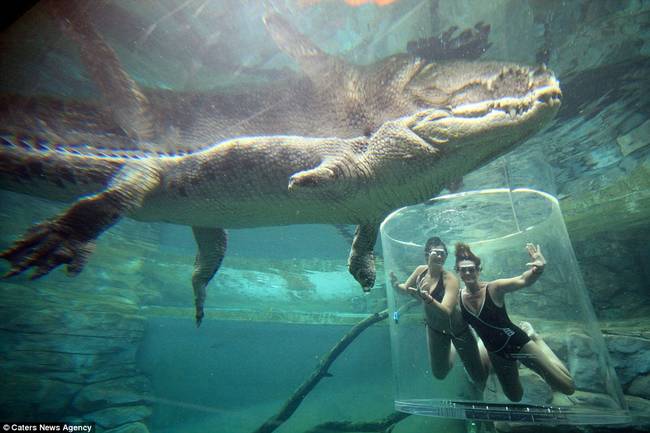 鱷魚主題公園的發言人說：「人們挑戰近距離接觸鱷魚是一種恐懼與興奮交加的情緒，他們對未知感到恐懼，也對如此巨大的動物感到好奇。<BR><BR>」
