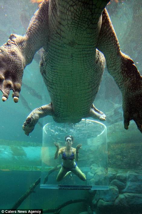 在這20分鐘時間裡，你將會與身長5公尺的鱷魚Chopper共處一池。<BR><BR>