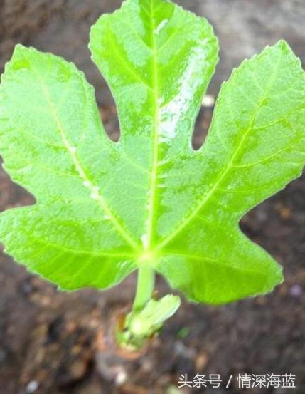 鼻咽癌患者常吃無花果 健康又營養