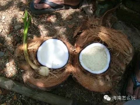 【收藏】椰子水，你不知道的10個神奇功效和椰子的10種吃法！