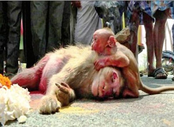 攝影師拍下母猴抱子悲鳴畫麵 隨後目睹難以置信的一幕 | 母子 | 大紀元