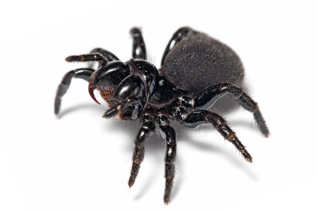 After a trip to Bali, an Australian man discovered that a spider was living in his chest. It evidently made its way there by burrowing in through his belly button.