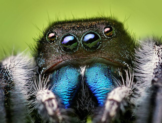 A Georgian woman kept hearing strange noises. After running some tests, she discovered that she had a jumping spider hanging out in her ear.