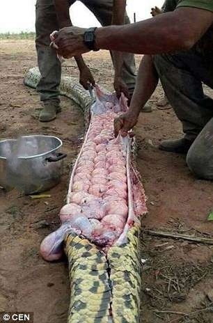 村民們合力抓了一條大蛇，肚子那麼鼓懷疑牠吞了誰家的牛，結果一剖開震驚全村人！！