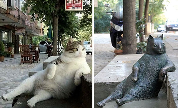 【伊斯坦堡最著名的喵星人，在自己最喜歡的座位上，擁有了自己的雕像！】