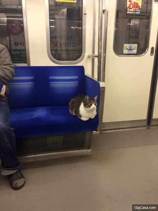 會自己搭地鐵回家的神秘貓咪 居然是已經長達 3 年以上的熟客！