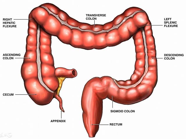 患大腸息肉的人，身上會出現5個常見症狀！