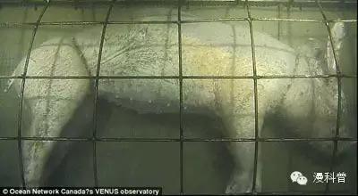 一群科學家把「豬的屍體」扔進300米深的海底，最後的結果讓人嚇壞了！