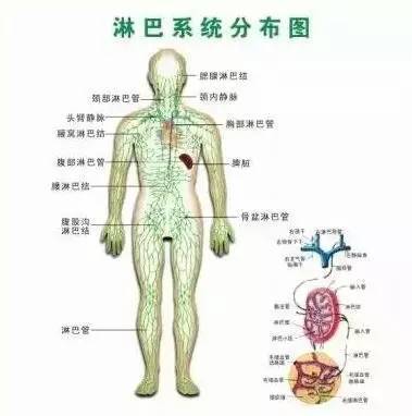 人體三處淋巴決定生死！學會淋巴按摩，隨時隨地救命！