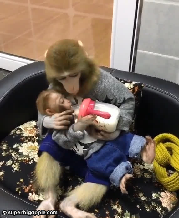 猴媽媽抱著寶寶餵奶，深情模樣讓網友看了好暖心！
