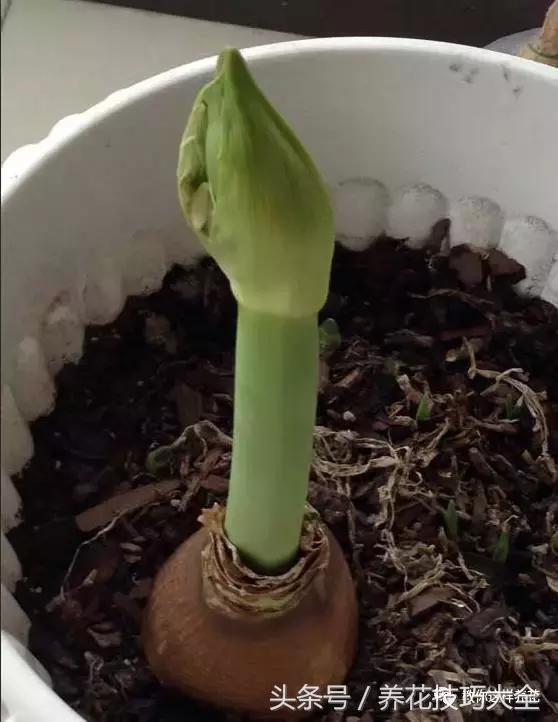 以為婆婆種了個洋蔥頭，沒想到開起花來巴掌大！鄰居都羨慕壞了！