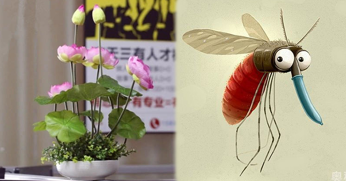 夏天蚊子多！家裡種上這7種能驅蚊的小綠植，再也不怕有蚊子了！！！ 