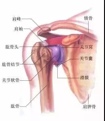 堅持開肩，越練背越薄，輕鬆擁有美人肩！