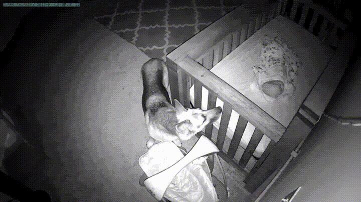 監視器拍到「狗姊姊在半夜2點溜進寶寶房」，接著的畫麵證明父母沒有把狗狗送走是正確的決定！ 