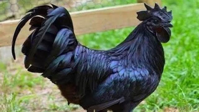 這種雞黑到了骨子裡，被稱為雞中的蘭博基尼，天黑前要抓起來