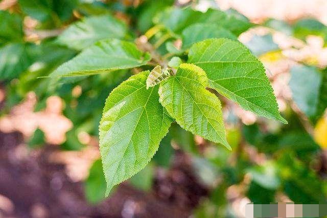 這幾種食物是降血脂的「好手」，經常吃一點，高血脂「悄悄」溜走