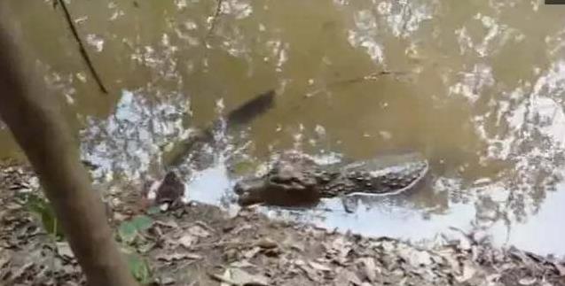 鱷魚以為亞馬遜電鰻好欺負，一口咬下去，下一秒後悔都來不及了！